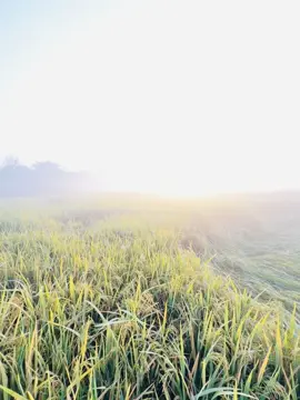 শীতের সকাল🥹#wintercalling #view #Love #fyyyyyyyyyyyyyyyyyyy #foryou #thissong #anfeezemyaccont #ridu009 #bangladesh🇧🇩 