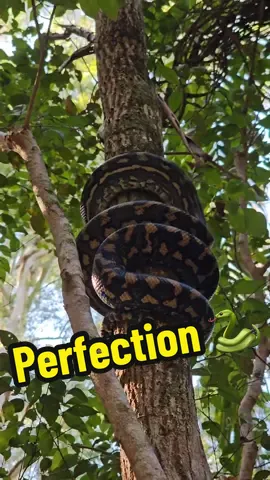 Watching a Carpet python climb is mesmerising! #snake #snakecatcher #climb #nature #wildlife #awesome #mesmerising