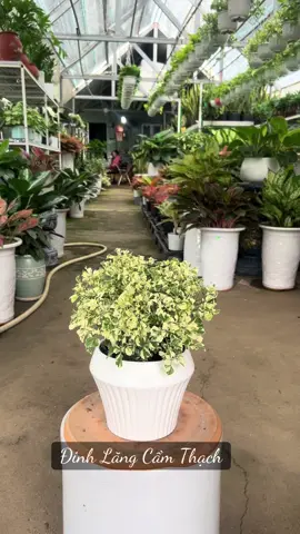 ĐINH LĂNG CẨM THẠCH Cây có ý nghĩa tươi mới, hạnh phúc, ngăn chặn các điềm xấu và giữ được tài lộc.  Cây mang một năng lượng xanh rất dồi dào, đem lại không khí trong lành, dễ chịu .