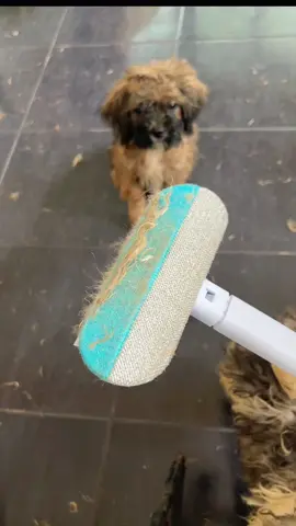 Very easy and convenient pet hair remover ✨ #pethairremoval #furremover #petfurremover #doghairremoval 