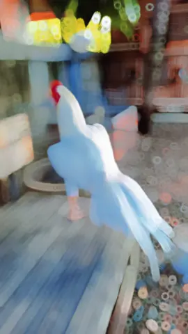 Ayam Ekor Lidi Putih Bersih#ekorlidisuper #ayambangkoksuper 