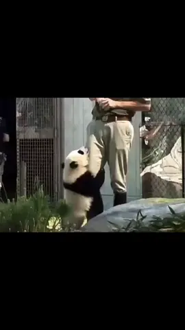 So cute 🐼❤️#panda🐼❤️❤️❤️❤️ #tiktok #パンダ 