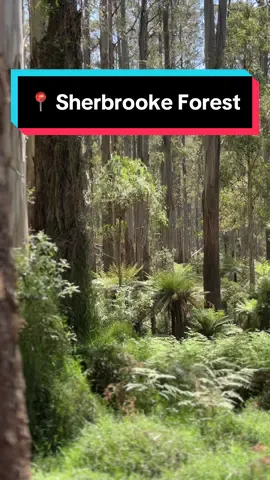 Escape to Sherbrooke Falls and Picnic Ground ✨ Looking for a peaceful family day out? Explore the magical Sherbrooke Falls nestled in the Dandenong Ranges. Stroll through lush fern-lined trails, hear the calming sound of flowing water, and enjoy a relaxing picnic surrounded by towering trees. 📍 Location: Sherbrooke Falls, Dandenong Ranges 🕒 Best Time to Visit: Morning or early afternoon for serene vibes Bring the kids, pack a picnic, and don’t forget to look out for local wildlife (like a lyrebrid or swamp wallaby)! It’s the perfect spot for a nature escape close to Melbourne. #sherbrookefalls #dandenongranges #melbournenature #familydayout #melbourneactivities #picnicspots #bushwalks #naturemelbourne #explorevictoria #melbournekids #melbourne #todomelbourne #exploremelbourne #melbournewithkids #explorevictoria #springinmelbourne #australianwildlife #mumsinmelbourne #melbournemums #daytripmelbourne #melbournehotspots 