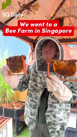 We found a Bee Farm in Singapore 🐝 The Sundowner Nature Experience Centre 📍705A East Coast Road S459062 #singapore #thingstodoinsingapore #thingstodoinsg #beefarm #sgexplore #beekeeper 