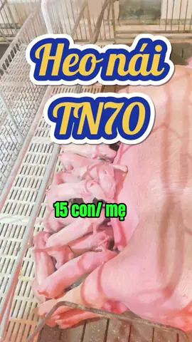 Heo nái TN70 vừa đẻ sai con mà vẫn đạt trọng lượng sơ sinh tốt🐷🐷🐷🍀🌈#heo #lợn #pigfarm #channuoiheo #xuhuongtiktok2024❤️🌈✔️ 