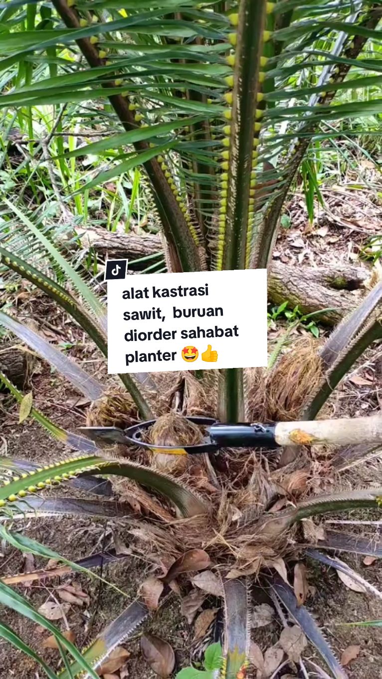 alat dodos kastrasi bunga dompet sawit tbm,  buruan diorder sebelum kehabisan.👍🤩🥳 #alatkastrasikelapasawit #kastrasibuahdompetsawit #jualalatkastrasisawit #fypviralシviral #kastrasibungadompetsawit #fyppppppppppppppppppppppp 