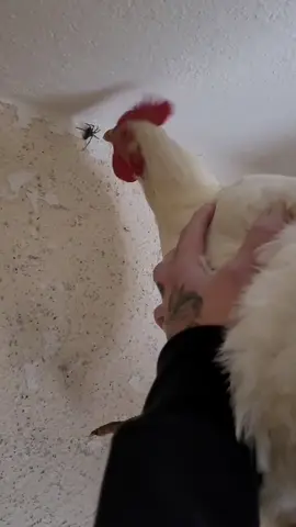 Hildi❤️#hildegard #chicken #chickenlove #chickenspider #spider #animalsoftiktok #tik_tok #viral_video #animallove 