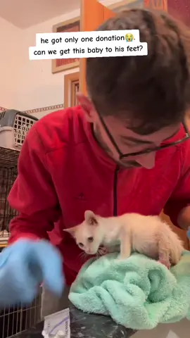 #fyp #europe #catsoftiktok #furryfriends #cats 