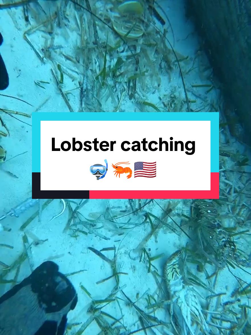 Lobster catching  #spearfishing #fishing #lobsterfishing #lobster 