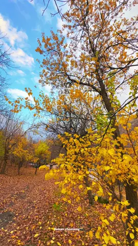 پایز هاتوو گەڵا وەری 🍂🍁#سرووشتی_کوردستان #nature #kurdistan #هەڵەبجە_هەولێر_سلێمانی_دهۆک_کەرکوک #active #acc #پاییز🍂🍁 #viral #🍁🍂🥀💯❤ #account #foryoupage #foryou 