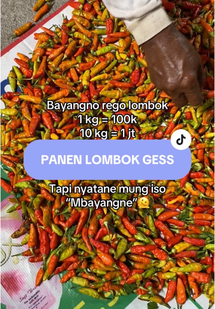 Rego lombok anjlok bestiee😭 #petani #lombok #fyp 