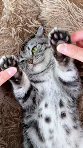 Cat Spa Time: A small hiccup with excessive shedding, but luckily, there's a solution!#cats #tiktokshop #spraycomb #fyp #ismr #cat 