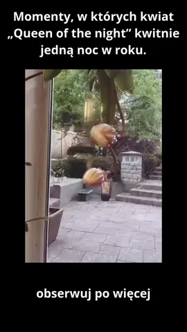 Momenty, w których kwiat „Quenn of the night” kwitnie jedną noc w roku.