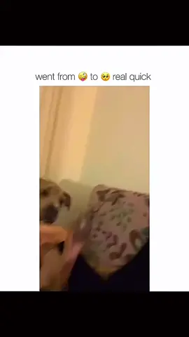 Funny dogs compilation part 102 #funnydog #funnypet #cutedog #dogsoftiktok #doglover #dog 