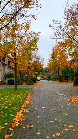 روعة الأجواء الخريفية بين شوارع ألمانيا 🍂🍁😍 #شوارع_أوروبا #شوارع_ألمانيا #المانيا #اوروبا #هولندا🇳🇱_بلجيكا🇧🇪_ألمانيا🇩🇪_فرنسا🇫🇷 #سياحة #سفر #الطبيعة #اكسبلور_فولو #الشعب_الصيني_ماله_حل😂😂 #ريلز #تيك_توك #اكسبلور #الخريف  #مطر #الشتاء #مشاهير_تيك_توك_مشاهير_العرب 