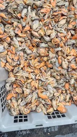 kerang ijo 1kg 12k kerang ijo kupas 1/4 10k  ready setiap hari  #kerangijo #mahmudahdapurzahra  #kulinerbabatlamongan  #fypppppppppppppppppppppp  #kulinerbabat  #tiktoktrending  #infobabat 