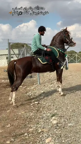 پالەوان قەساب خاوانداریەتی ئاکام قەساب ماشااللە#الڵە_🌻مصلی_علی_🌷سیدینا_🌼محمد  