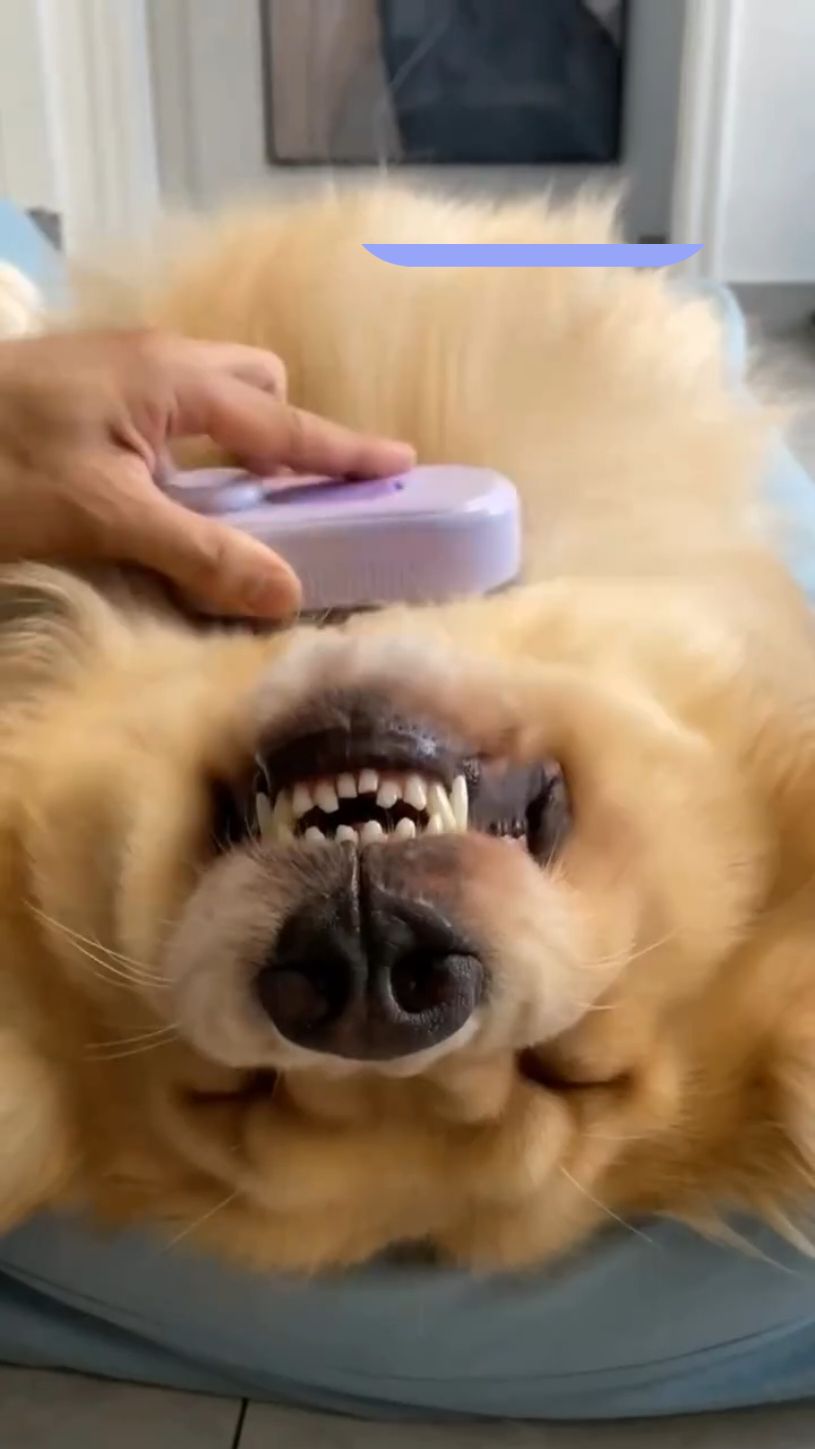 Link na bio 🔥🔥🔥 Dê uma olhada em Escova Massageadora Para Gatos e Cães A Vapor Escovas Elétricas 3 em 1 por R$18,99. Compre na Shopee 