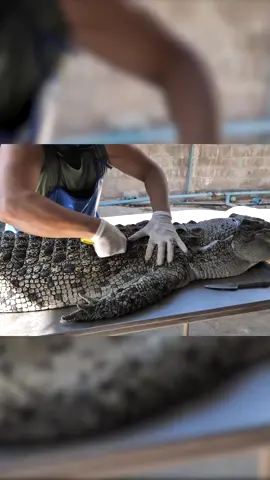 alligator barbecue  #alligator #barbecue #crocodile 