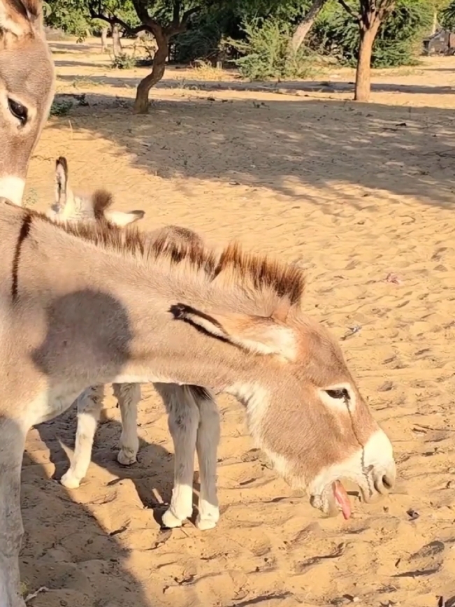 #donkey #followerstiktok #matingcalls #tiktoker #viraltiktok #donkeysmating 
