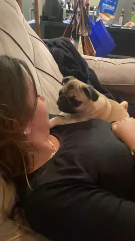 Brincando com a mamãe 😍🐶 #puglife #puppylove #dogsoftiktok #cutedog #dogplay 