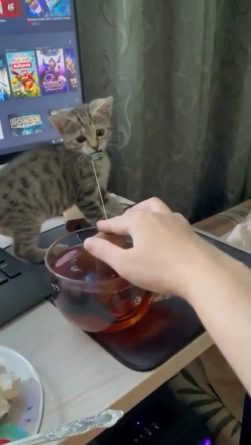 Funny Cute Cats 😺Кумедні милі котики #кіттіктокер #кітукраїнець #кіт #cattok #catlover #cats #catsoftiktok #cat #cute #кот #kitten #котики #коты #котенок #котикиприколы #котыприколы #смешное #смешныеживотные #собака #собакадругчеловека #собаки #dog #dogsoftiktok #dogs #doglover #tiktok #собакиприколы #котики #котикиприколы #кумеднікоти #catsoftiktok #yellowcat #котысобаки #котята #котыприколы #собакиприколы #приколы #лучшее
