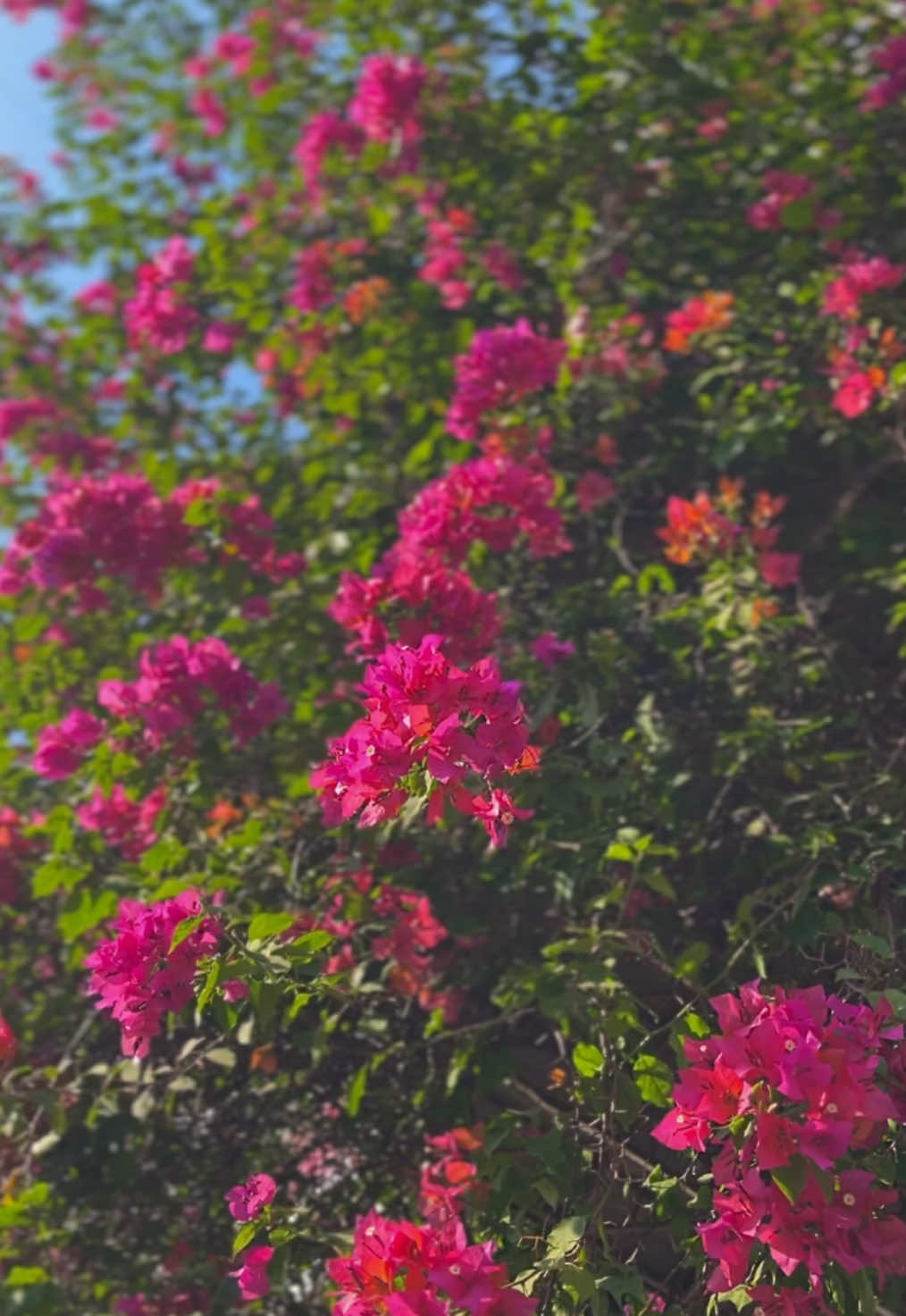 বাগান বিলাস... #bdtiktokofficial #tiktokbd #bangladesh #beautifulbangladesh #bangladesh🇧🇩 #🇧🇩 #beautifuldestinations #song #video #music #post #sky #naturelover #flowerlover #flower #flowers #nature #baganbilash 