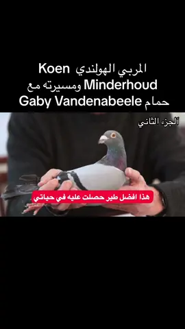 #زاجل #زاجل_سباق #حمام_زاجل #لوفت_النخبة #زاجل_بلجيكي #الزاجل #حيوانات_اليفه #حيوانات #زاجل_سباق❤ #الطيور #طيور #زواجل 