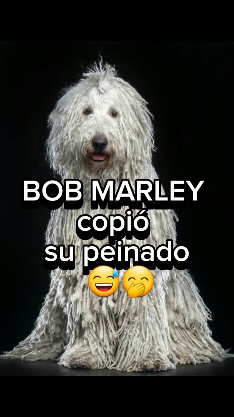 Komondor 🐾🐶 #perros #perrosovejeros #Komondor #Hungría #dog #perros #fyp #bobmarley 