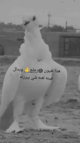 #CapCut #هذا #لعيونك @دعلج🤞 