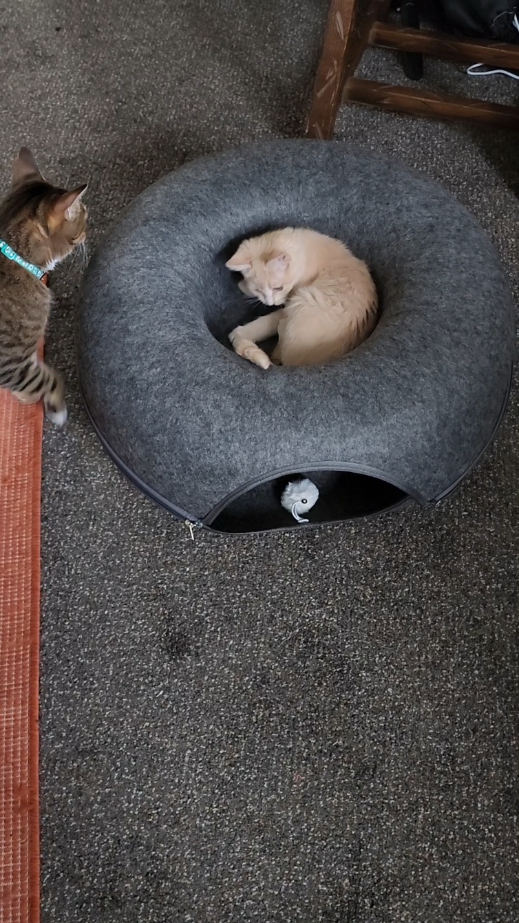 This cat cave is a FAVORITE of my three cats! #cat #cats #cattoys #play #tabbycat #catsoftiktok #catcave #holidaycountdown #holidayshopping #orangekitten #tiktokshop #tiktokshopfinds 