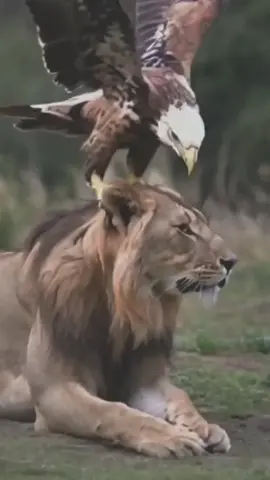 video credit to hayvonot_dunyosi_uz on IG  #baldeagle #eagles #natgeo #natgeotiktok #natgeowild #lion #lions #animal #animalsoftiktok #animalllovers #africa #wildlife #random #randomthings #randomstuff #randomstuffsbutfunny #justrandom #foryourpage #foryoupage #foryou #fypシ #fypage #fyp #videoviral #viralvideo #viral #goat #tips #tipsandtricks #prankster #pranks #pranksters #funny #reels__tiktok  #funnyvideos #funnyvideo #funnymoments #hilarious #hilariouspetstiktoktv #hilariouspetstv #madeyoulook #madeyoulaugh #madeyoulookchallenge #viral #viralvideo #reel #reelsinstagram  #viraltiktok #fyp #fypシ゚viral  #fypage #foryou #trending #trend  #foryour #foryourpage #sigueme #sigueme_para_mas_videos_asi #mexico #duet #stitch #following 