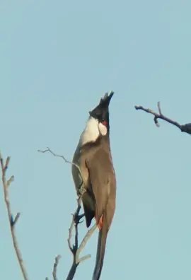 Nay đi rừng gạp em chào mào đầu đàn mà không mang theo mồi thì phải làm sao😇