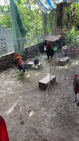 Vô xem live nè anh giá lúa nha