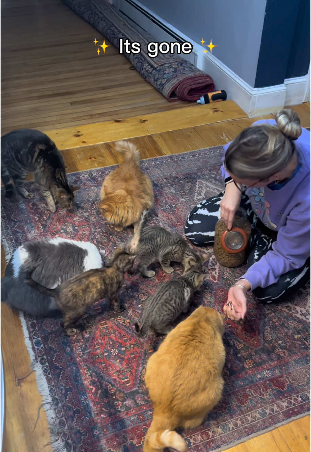 Nine cats is enough right 😅