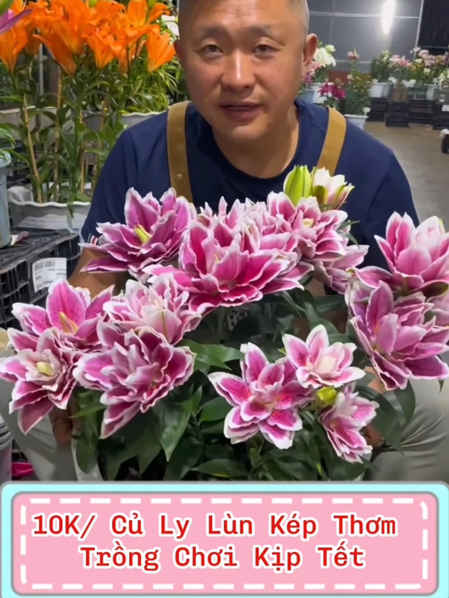 Củ giống hoa ly lùn trồng Tết 2025 #xuhuong #tulips #hoatet #lykep #hoaly #lythom