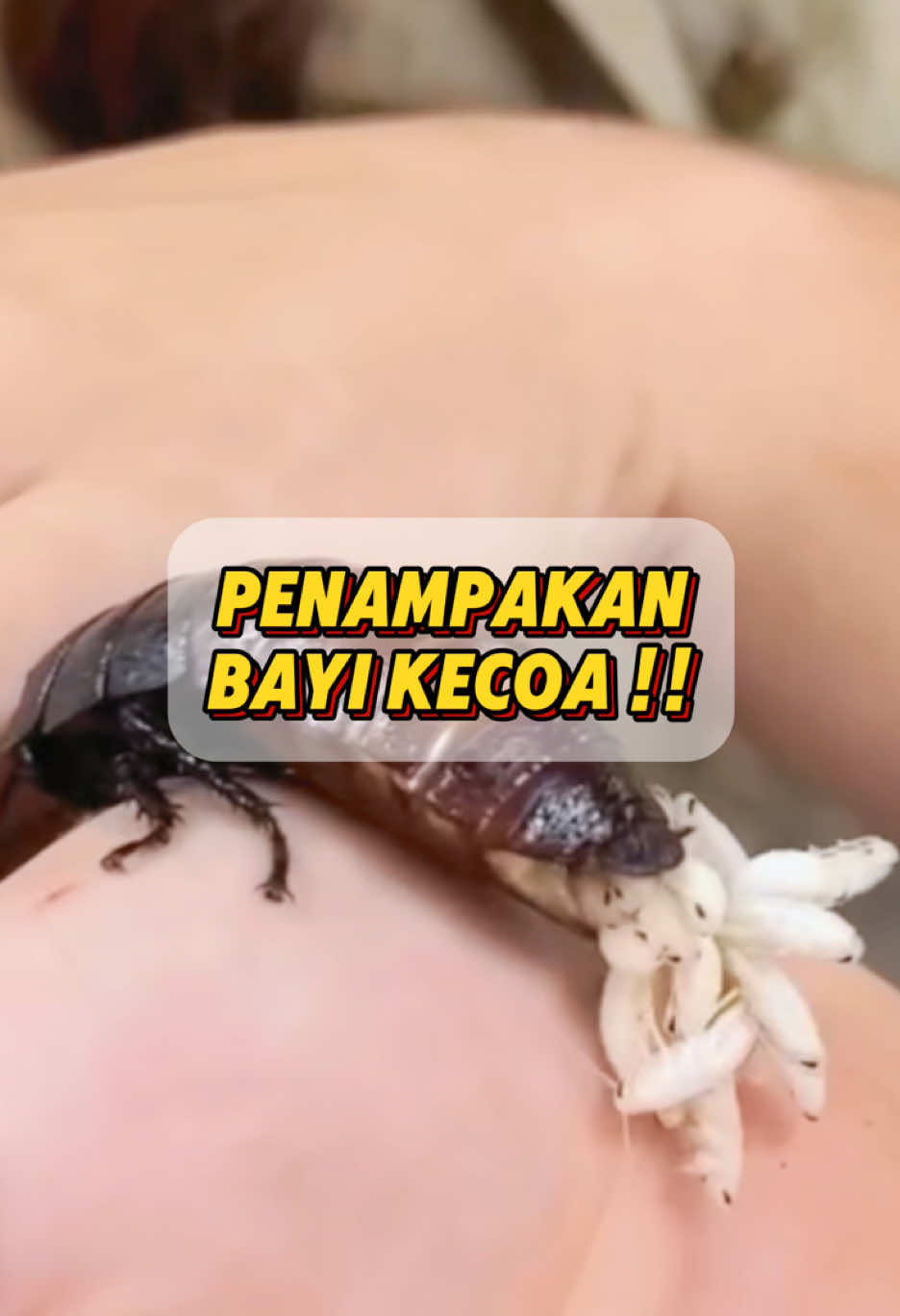 Replying to @tant bisa sebanyak iniii😭 #bacuya #pengusirkecoa #pembasmikecoa #antikecoa #kecoa #pestcontrol 