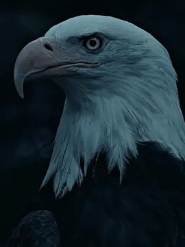 #eagle #fyp #рекомендации #бүркіт 