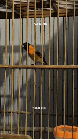 Absen ciki, full materi  #masteranmuraibatumewah #masteran #CapCut #masteranburungjuara #masteranmewah #isianmewah #redsiskinindonesia #masteranindonesia 