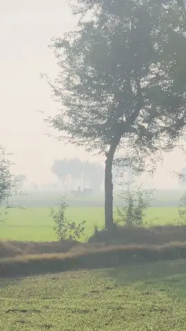 Village❤️  #punjabisong #punjab #fields #greenery #agriculture #morningroutine #morning #morningview🌅 #sunrise #wintermorning #wintervibes 