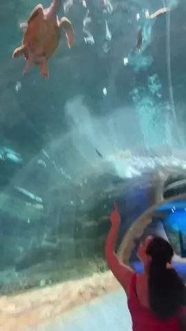 & thats on day 1 #abudhabi #ferrariworld #seaworldabudhabi #travelvlog 