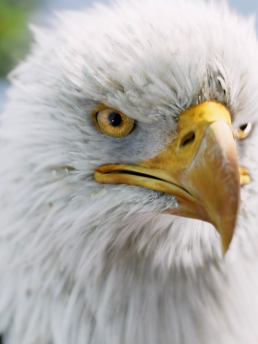 Experience the eagle-eyed AI Telephoto Zoom on the #OPPOFindX8Series 🦅 #OPPOAIPhone #ZoomwithOPPO