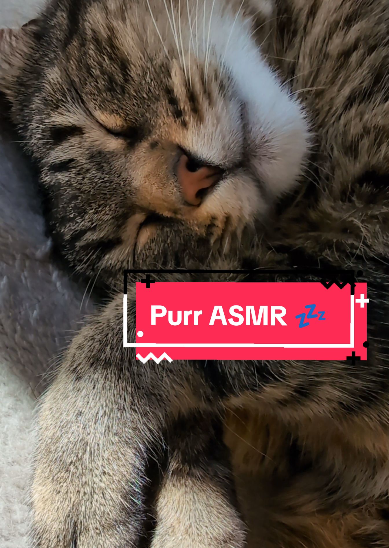Misti purring ASMR ✨😻💤😻✨ #cat #catsoftiktok #viral #asmr 