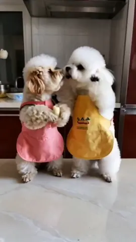 dog baby's wife and husband 🐶🐕😂😂😂😂#fyppppp #foryou #viraltiktok #viralvideo #huppy #Dogs #baby #viral #funn #foryoupage 