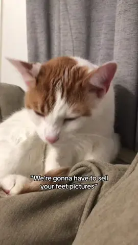 #foryou #tiktok #cat #catsoftiktok 😂😂#usa🇺🇸 
