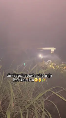 #อย่าปิดการมองเห็น #เกี่ยวข้าว #fyp #ฟีด 