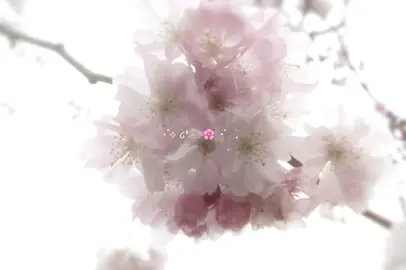 ౨ৎ ⋆.˚  blossom trees . . . | today i was really inspired by @yvessie , 🪷 | ꣑ৎ‎ #wuldhug #fyp #blossom #sakura #japan #flower #korea #quietlife #wonyoungism #kpop #shoujo #coquette #sawako 