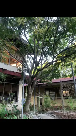 Free save #livephoto #tree 