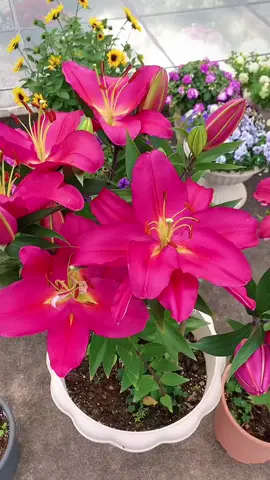 Củ hoa lyly trồng 70 ngày là có hoa #hoalyly #cuhoalytrongtet #hoatet 