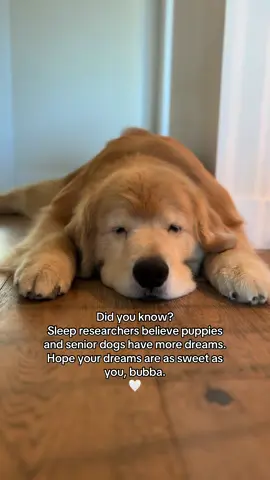 The extra years come with some perks! 😌💤 #dogfacts #dogsoftiktok #goldenretriever #seniordog #cute 